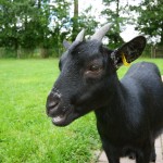 goats1[1]